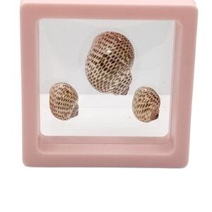 Decorative Seashell Display in Pink Frame
